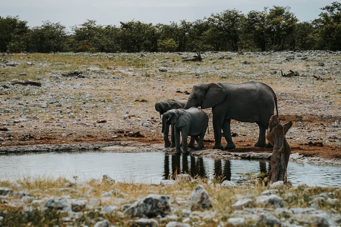 Reisroute Namibië, Ethosha, groepje olifanten