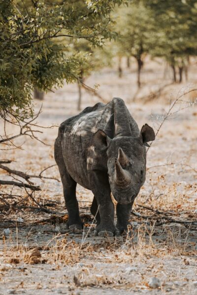 Reisroute Namibië, Ethosha, kleine neushoorn
