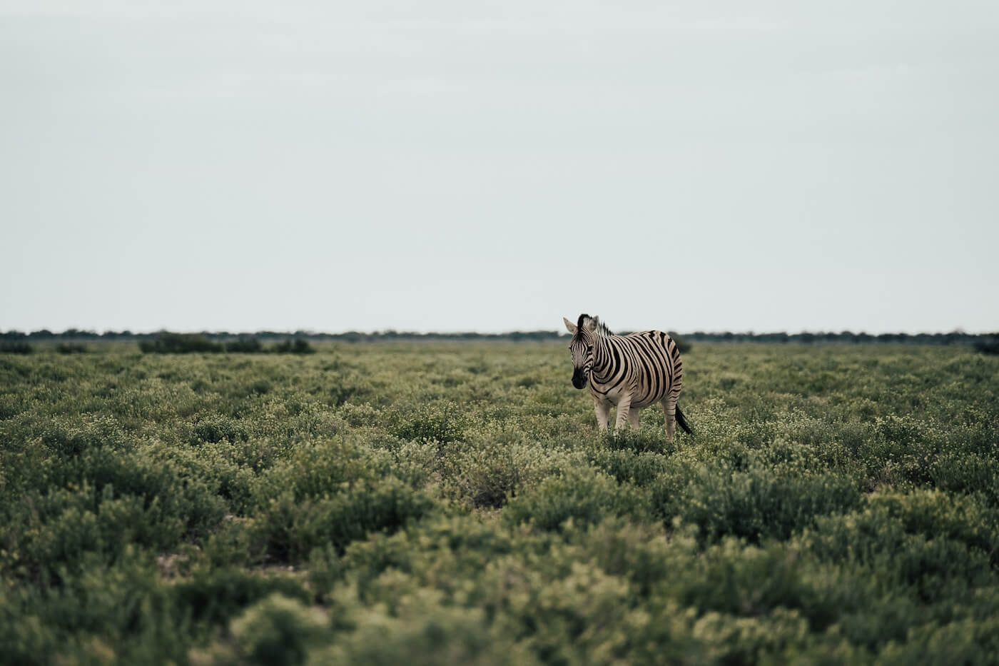 Reisroute Namibië, Ethosha, zebra in veld