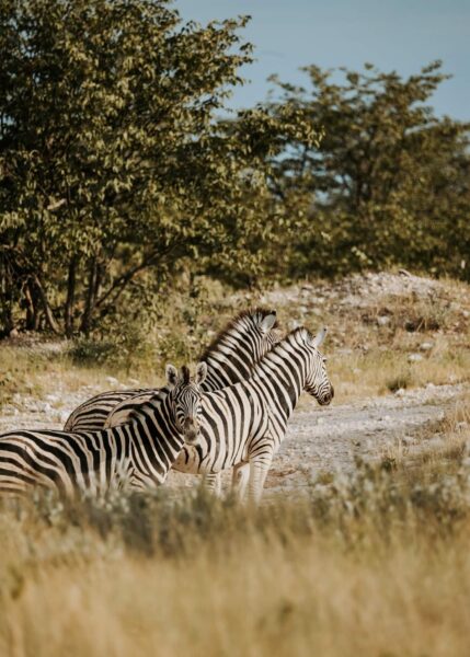 Reisroute Namibië, Ethosha, zebra's