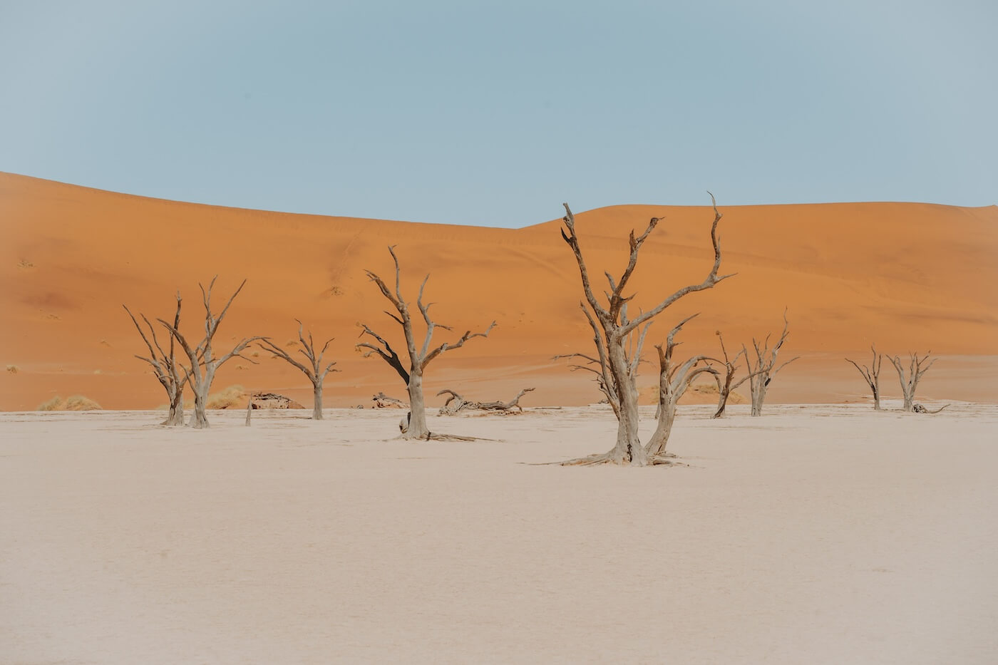 Reisroute Namibië, Sossusvlei boompjes