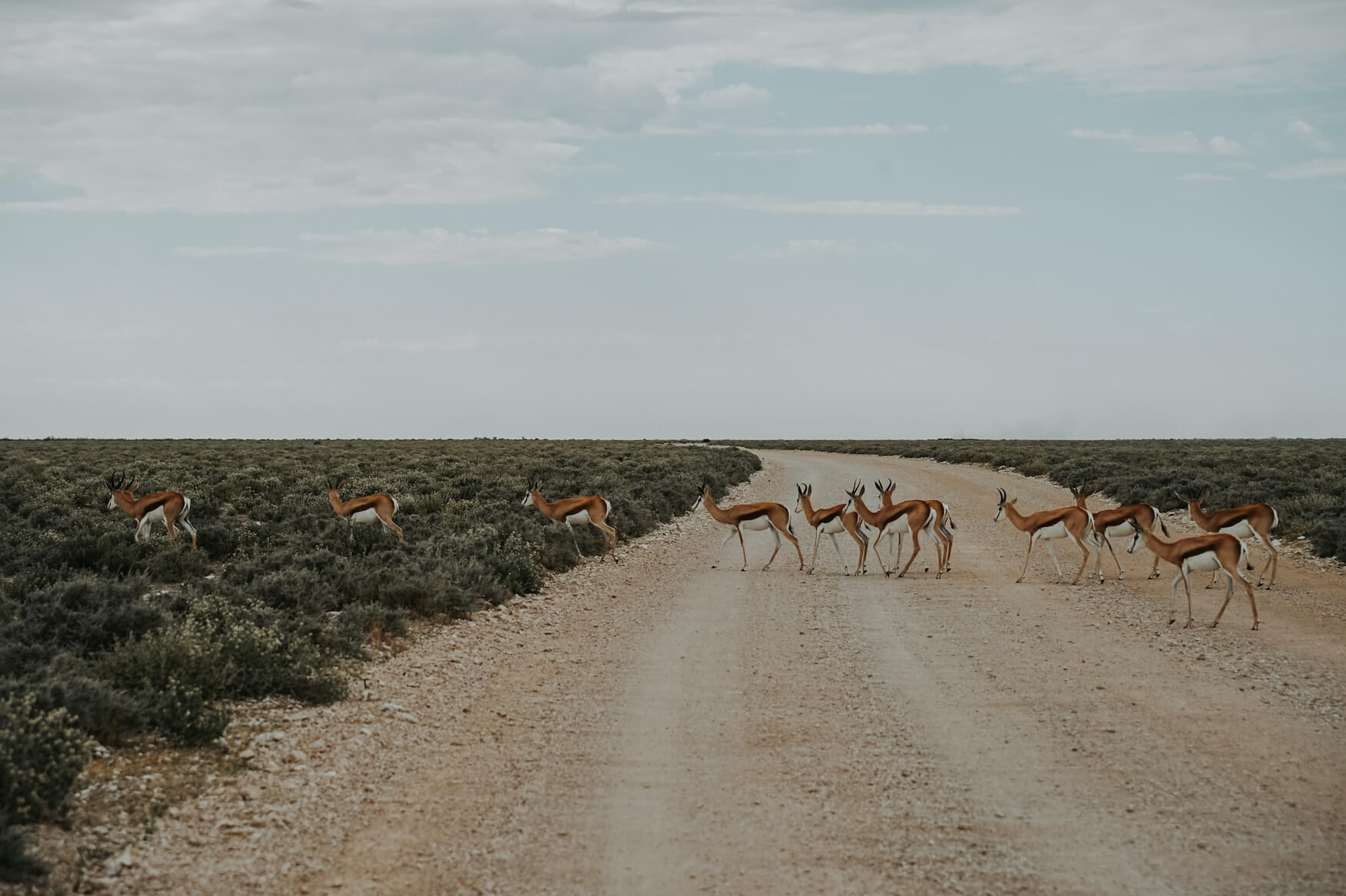 Reisroute Namibië overstekende antilopen