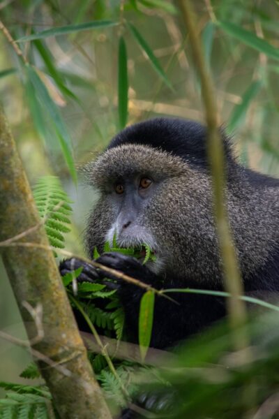 Reisroute Rwanda, Golden Monkey