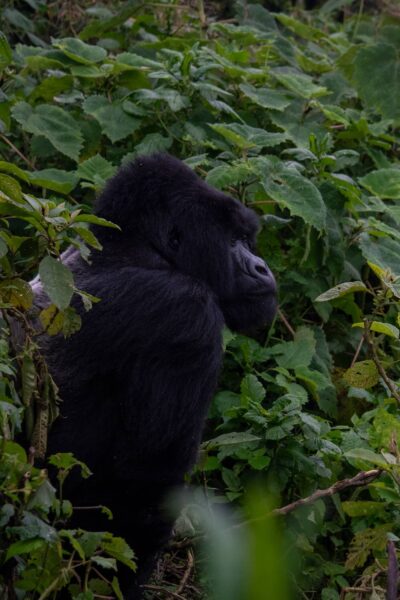 Reisroute Rwanda, Silverback Special