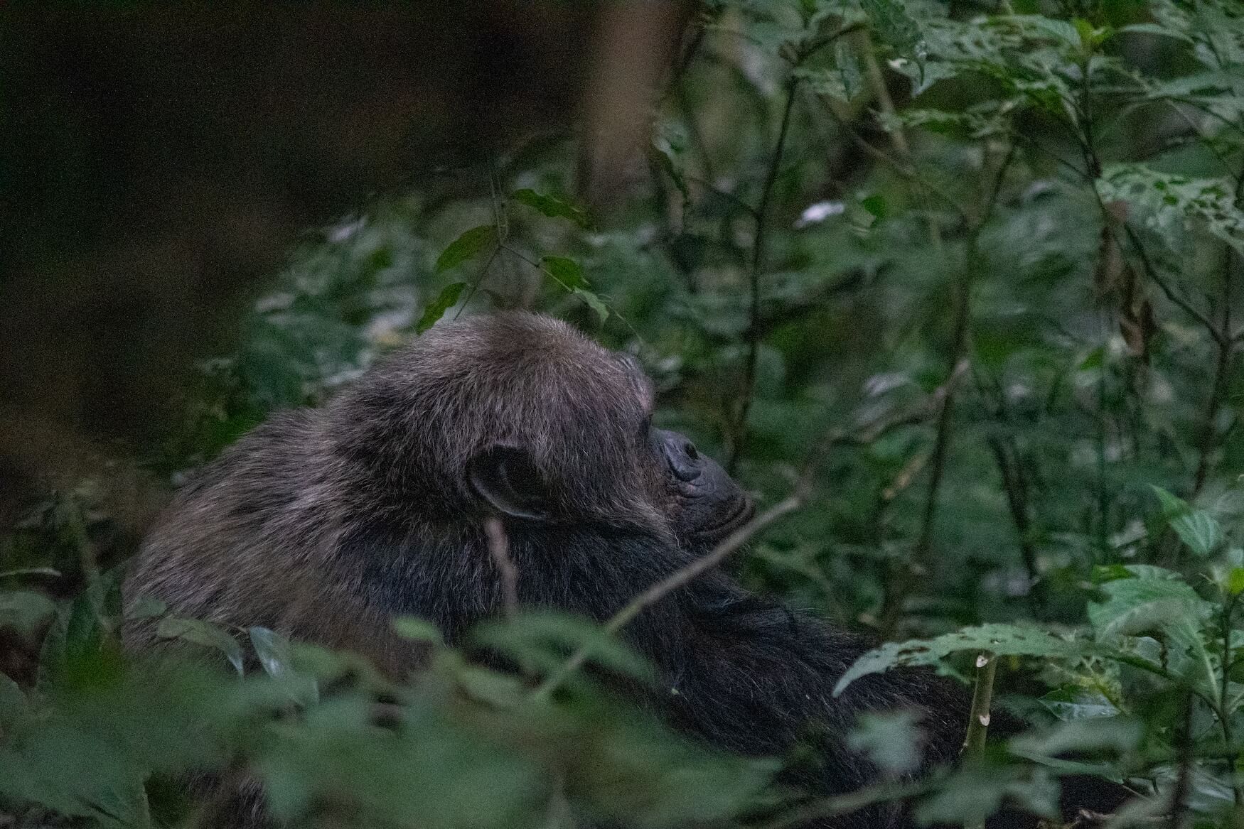 Reisroute Rwanda, chimpansee Nyungwe Forest