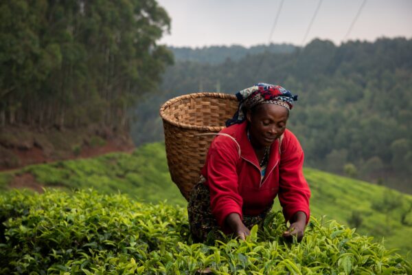 Reisroute Rwanda theevelden