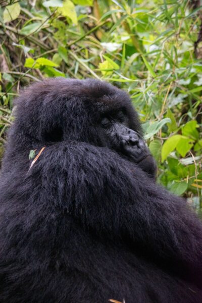 Reisroute Rwanda, vrouwtjes gorilla
