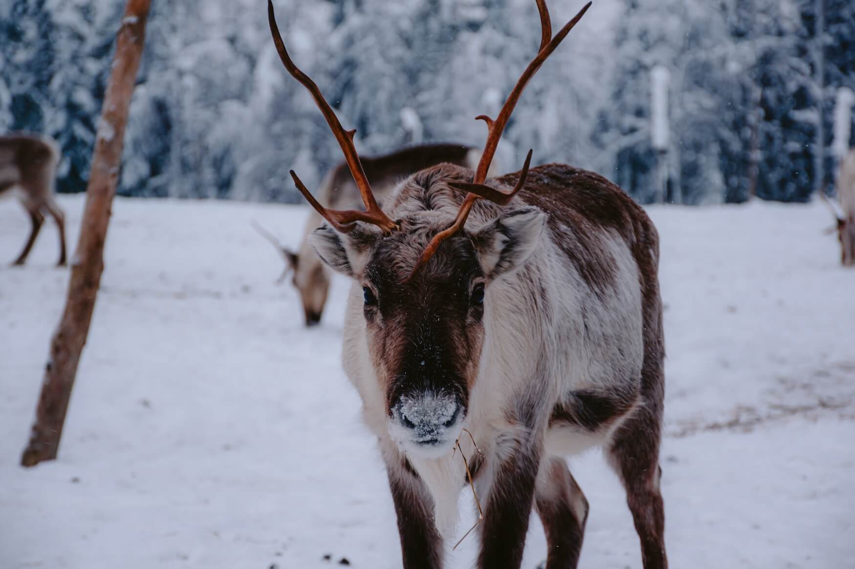 Rendier in kuusamo