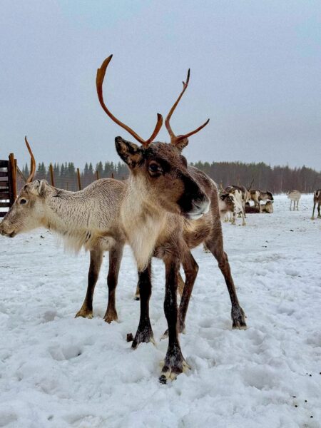 Rendieren in Finland