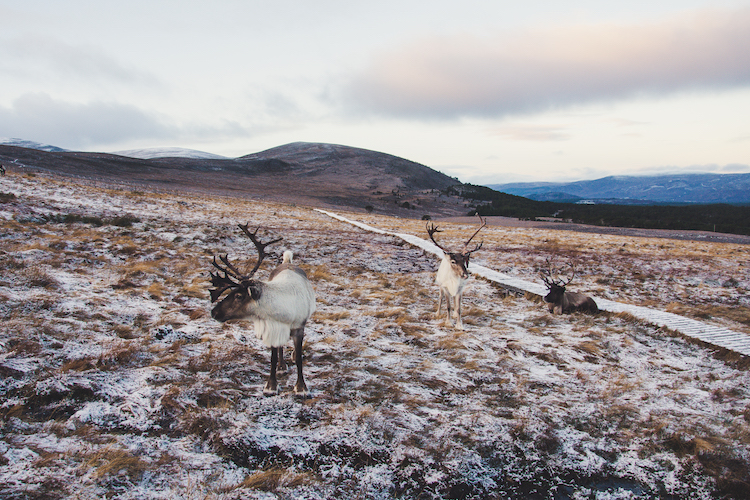 Rendieren langs pad in Schotland Cairngorms Nationaal Park