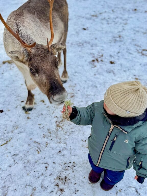 Rendieren voeren door kindje