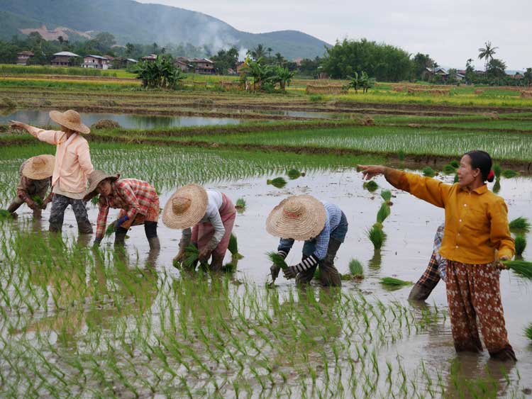 Rijstvelden Inle Lake Myanmar