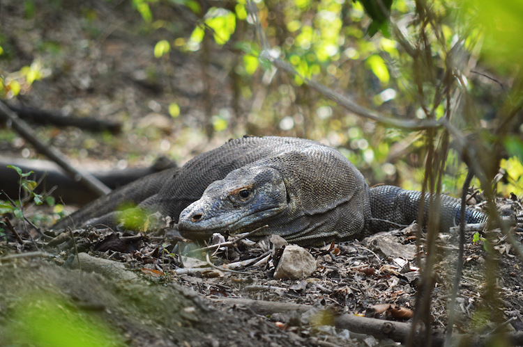 rinca-eiland-komodo-eilanden