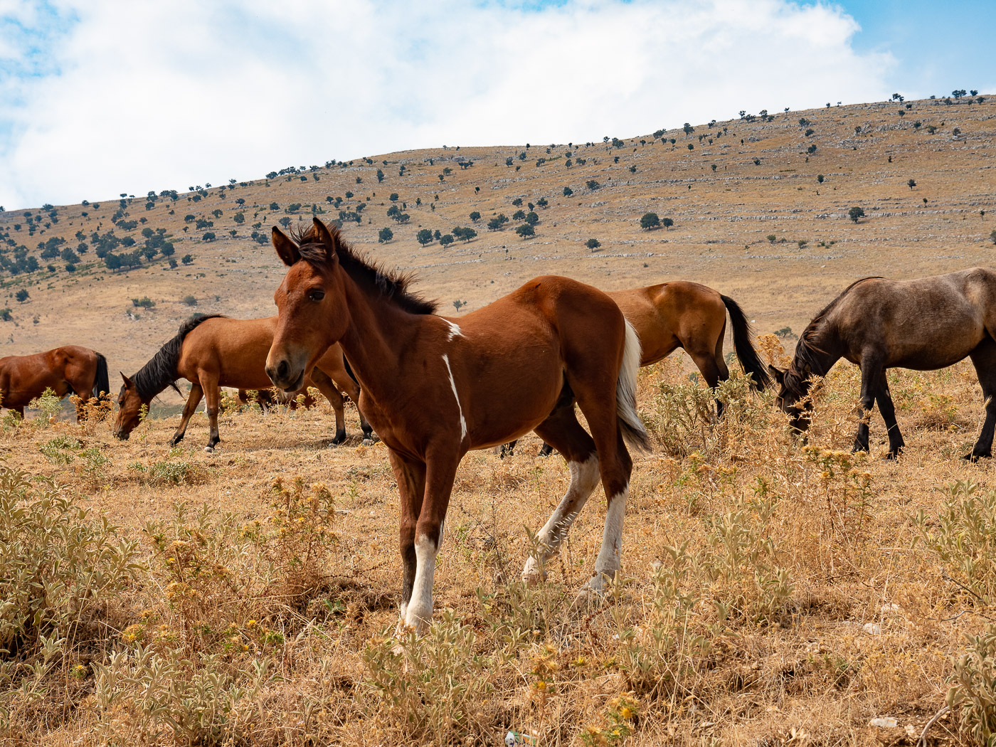 Roadtrip Albanie tips wilde paarden