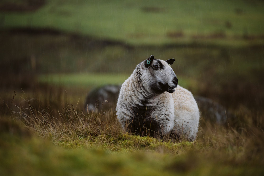 Roadtrip in schotland schapen