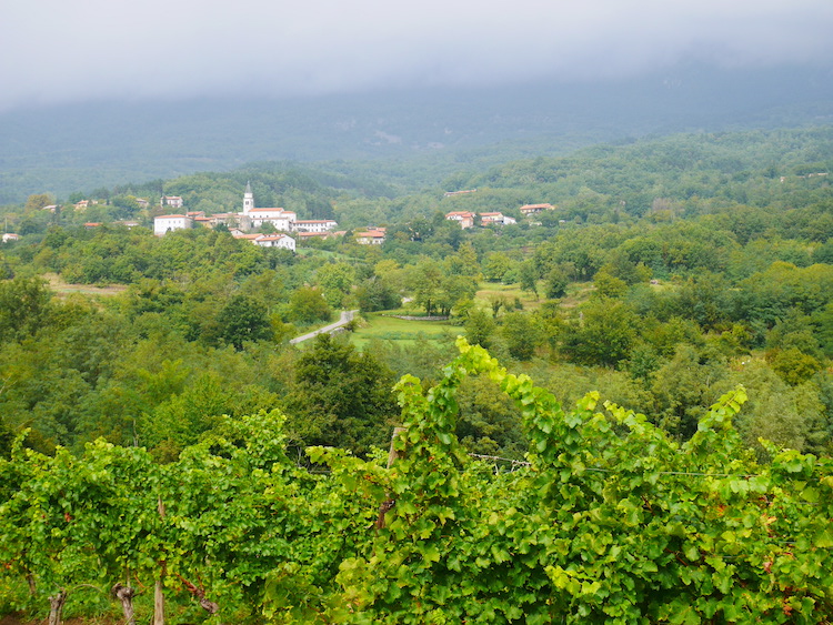 Roadtrip slovenie wijngaarden