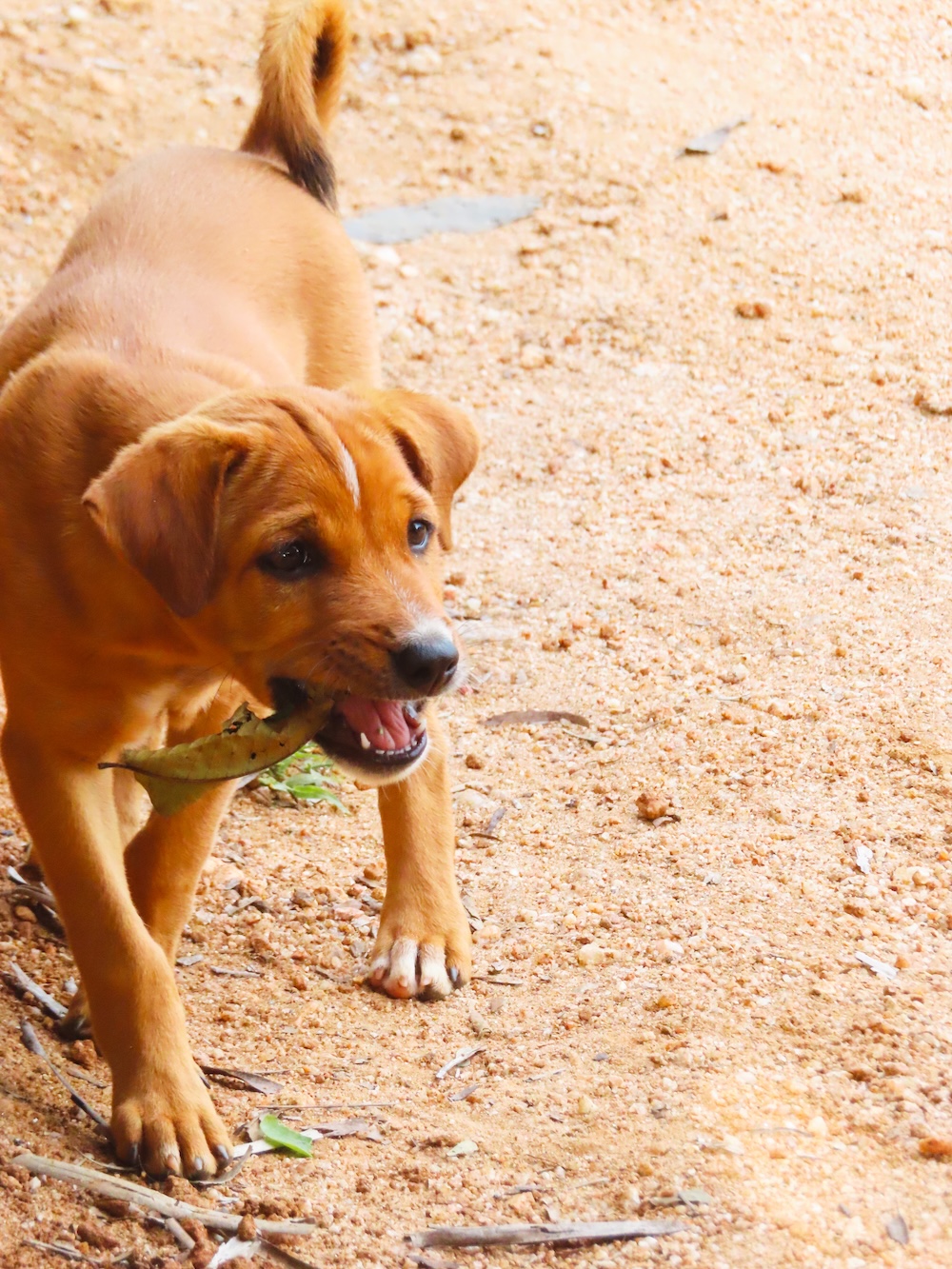 Rocky de puppy