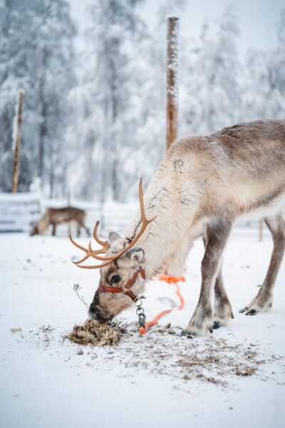 Rondreis Lapland rendieren spotten