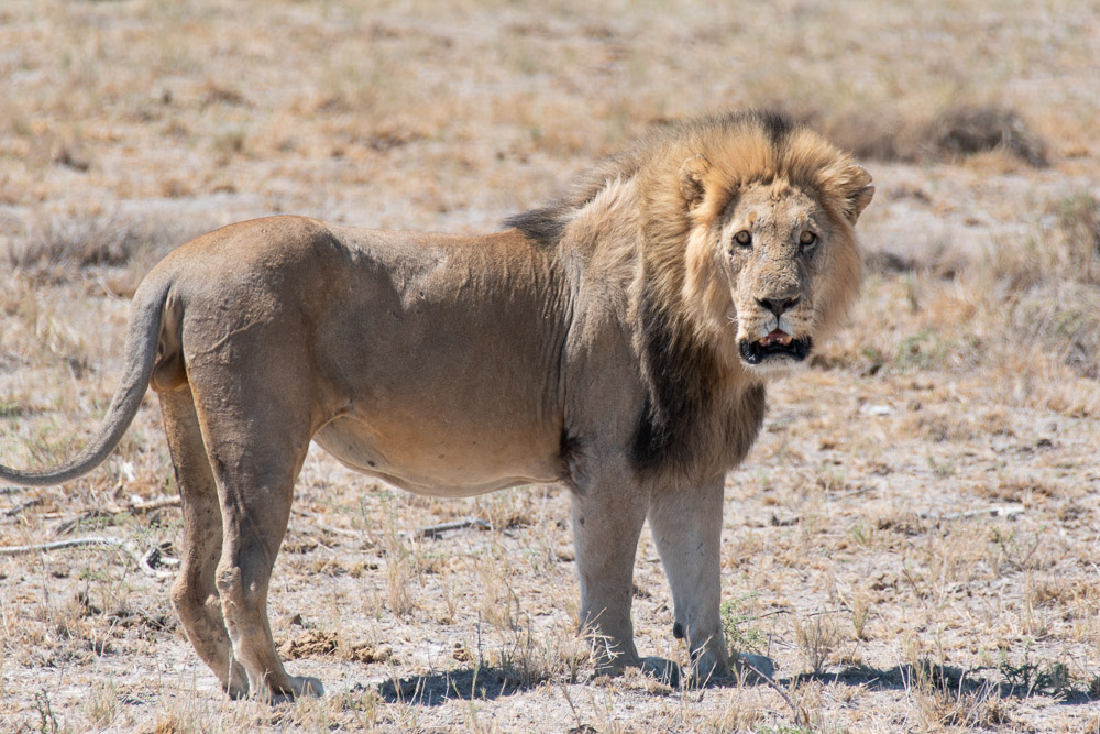Rondreis Namibie Etosha National Park route