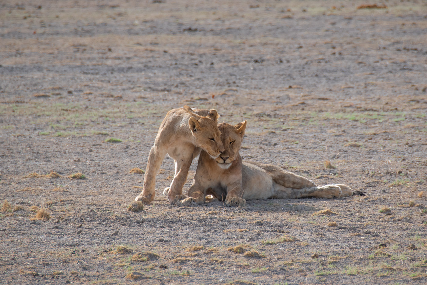 Rondreis Namibie route Etosha National Park