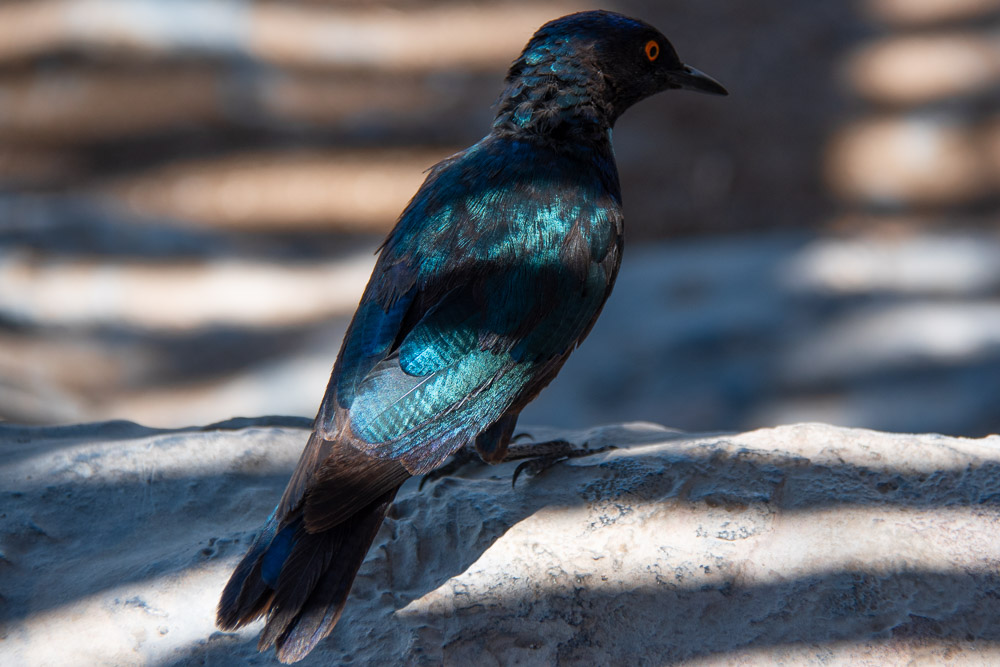Rondreis Namibie route dieren