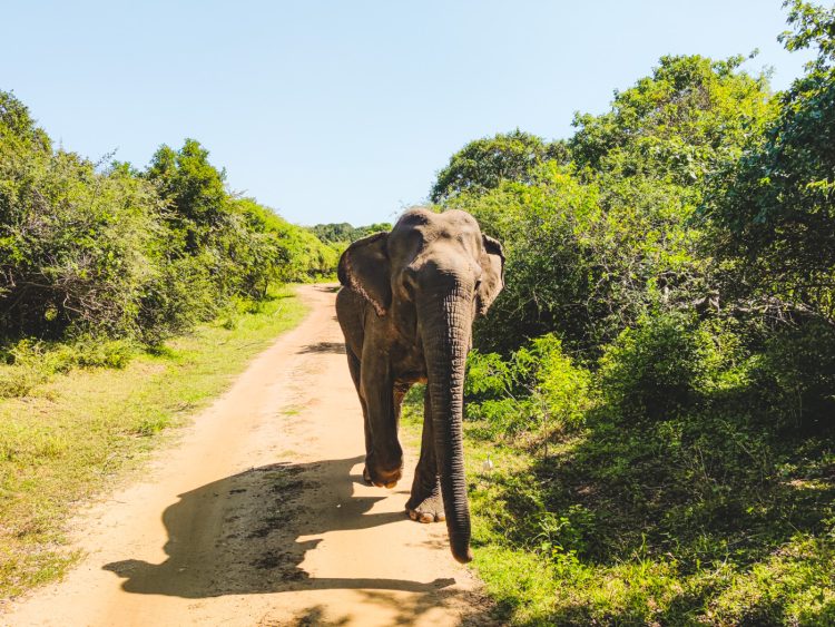 Route Sri Lanka Malediven olifant