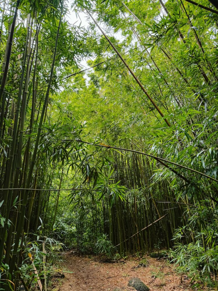 Route door jungle Lulumahu Falls