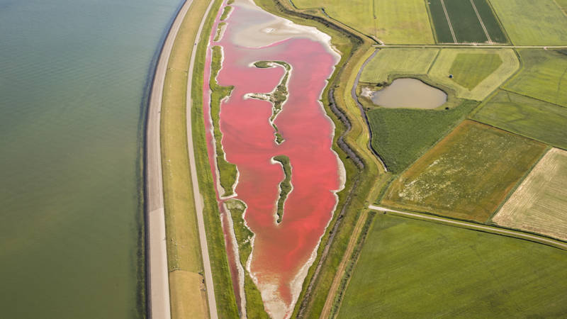 Roze meer texel
