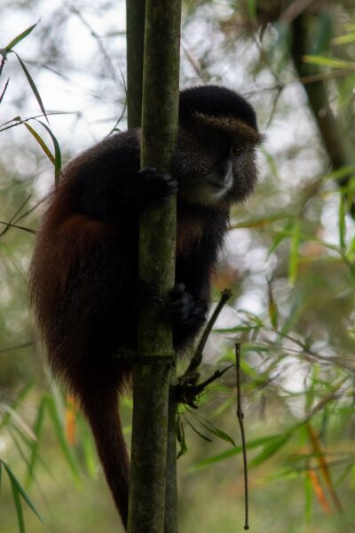 Rwanda bezienswaardigheden, aapje