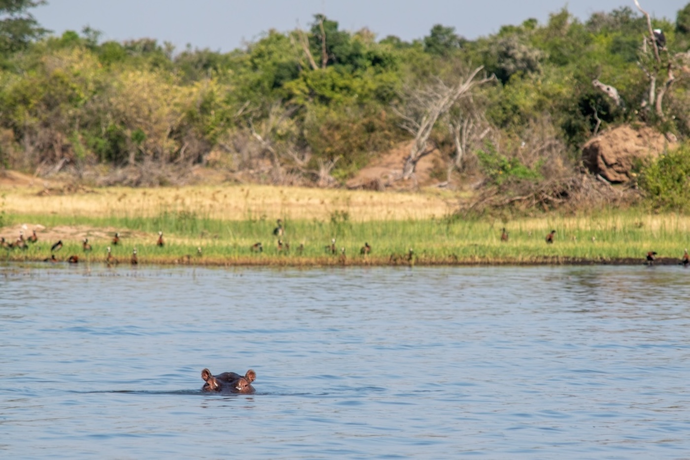 Rwanda bezienswaardigheden, akagera nijlpaard