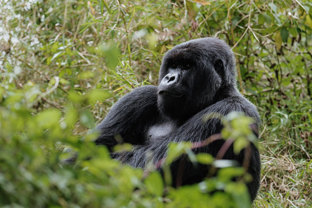 Rwanda gorilla reizen