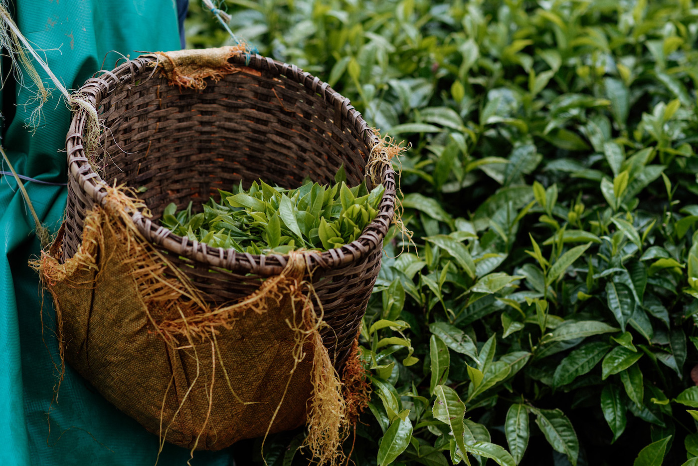 Rwanda plantage thee
