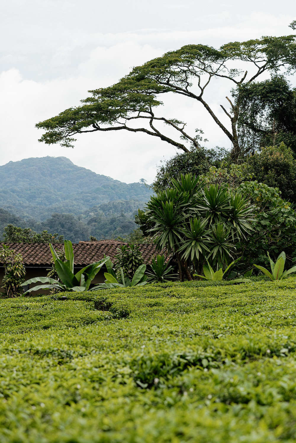 Rwanda thee plantage