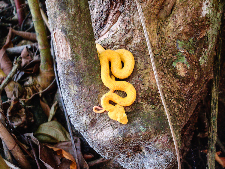 SLang Puerto Viejo - Cahuita costa rica