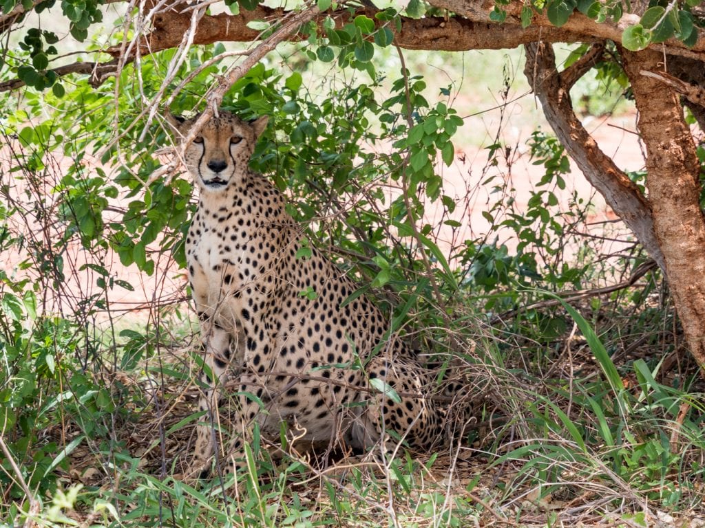 Safari Kenia Ngutuni Sanctuary National Park cheeta