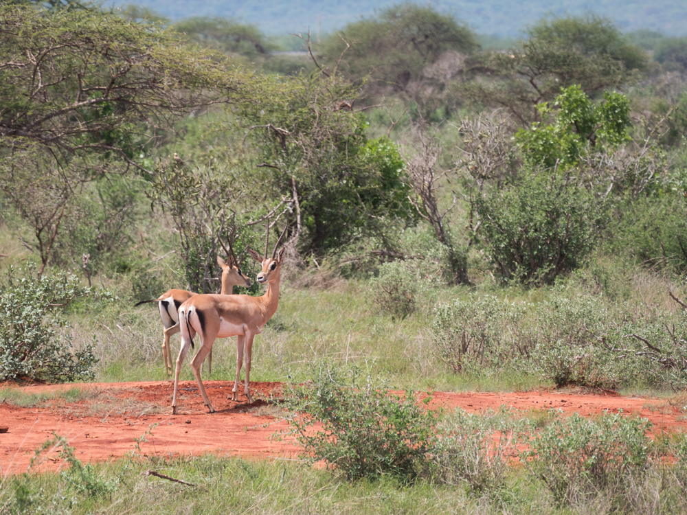 Safari kenia dieren spotten