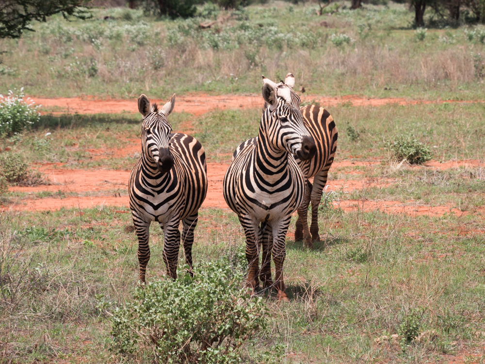 Safari Kenia zebra's