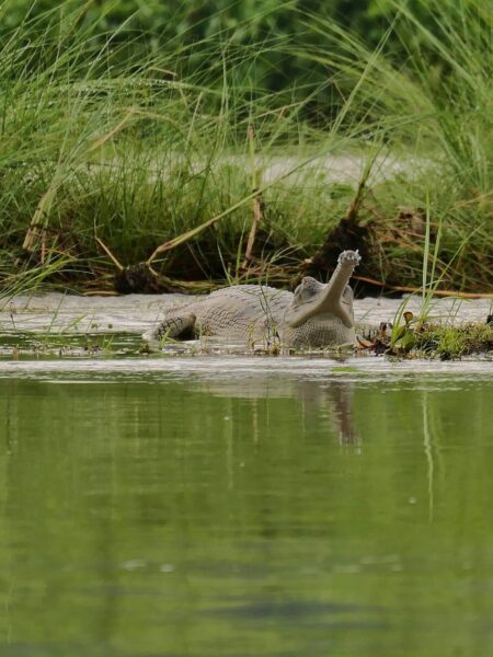 Safari gharial krokodil