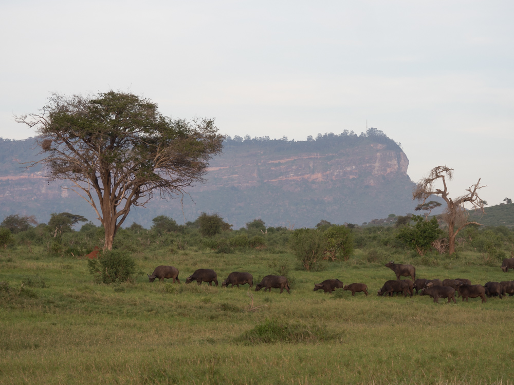 Safari-kenia-buffels-big-five