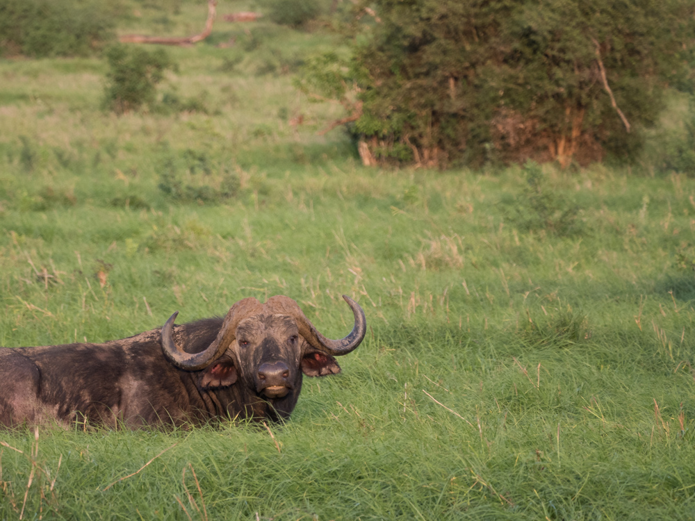 Safari-kenia-buffels-buffalo-big-five