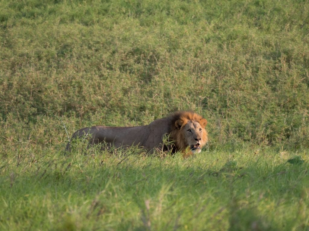 Safari-kenia-leeuw-big-five-salt-lick-lodge