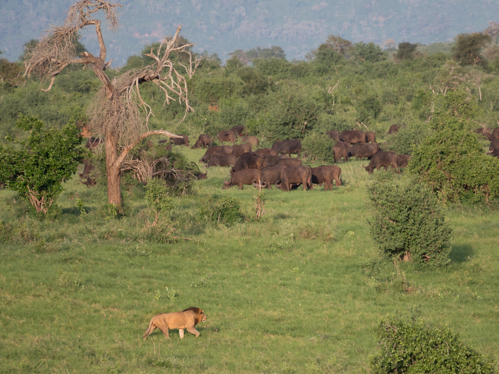  Safari-kenia-leeuw-buffalo-big-five-salt-lick-lodge