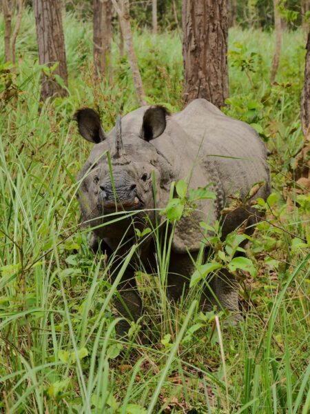Safari neushoorn in Chitwan