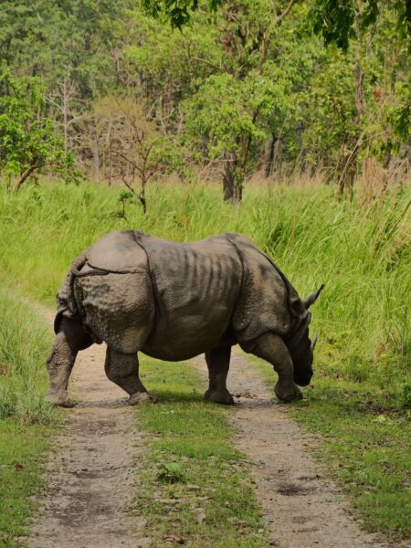 Safari neushoorn op pad, Chitwan