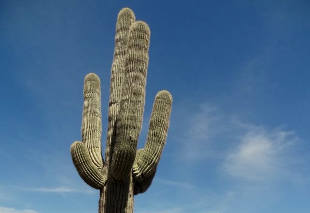 Saguaro National Park