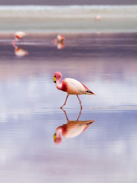 Salar de uyuni bolivia flamingo