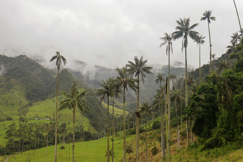 Salento Colombia, palmen valle de cocora