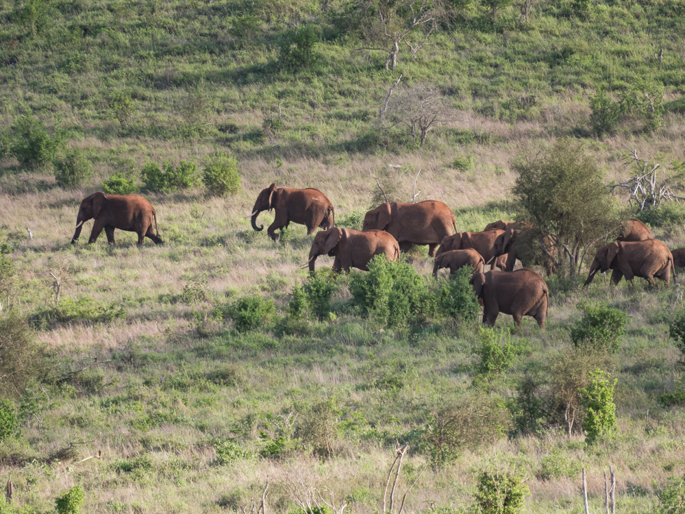 Salt-Lick-Lodge-Taita-Hills-in-Kenia-olifanten