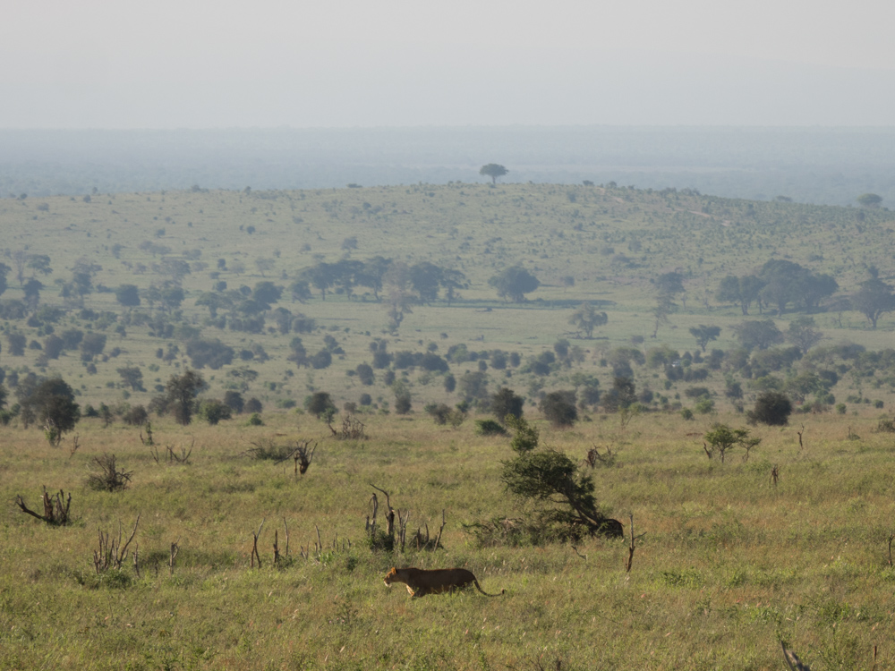 Salt-lick-lodge-safari-in-kenia-vrouwtjes-leeuw-leeuwin
