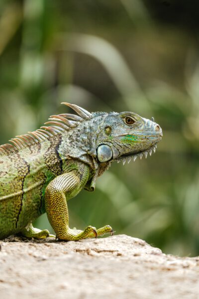 San Cristóbal de las Casas wildlife natuur